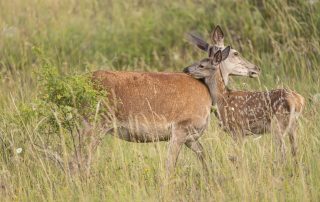 Biancarelli_DSC5795