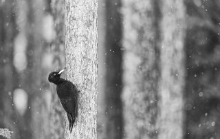 _DSC5921-Modifica