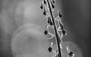 maurizio_biancarelli_b&w_42