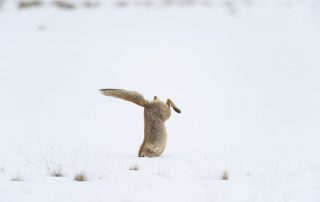 maurizio_biancarelli_fauna_04