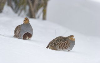 maurizio_biancarelli_fauna_06