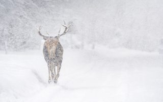 maurizio_biancarelli_fauna_07