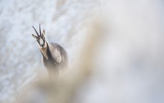 maurizio_biancarelli_fauna_08
