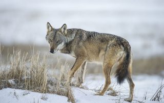 maurizio_biancarelli_fauna_14