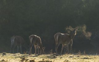 maurizio_biancarelli_fauna_16