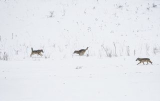 maurizio_biancarelli_fauna_20