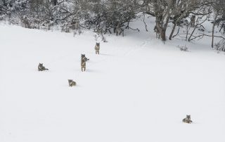 maurizio_biancarelli_fauna_21