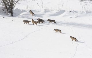 maurizio_biancarelli_fauna_22