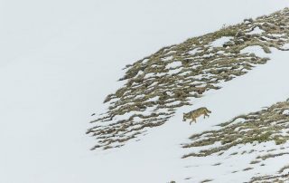 maurizio_biancarelli_fauna_25