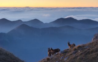maurizio_biancarelli_fauna_29