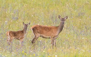 maurizio_biancarelli_fauna_40