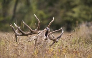maurizio_biancarelli_fauna_43