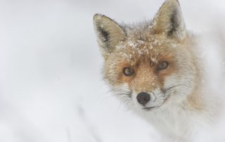 maurizio_biancarelli_fauna_52