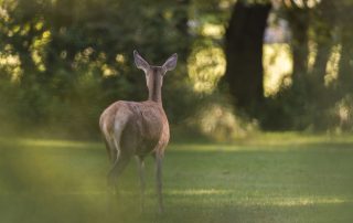 maurizio_biancarelli_fauna_54