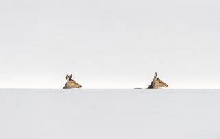 maurizio_biancarelli_fauna_58