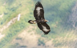 maurizio_biancarelli_fauna_60
