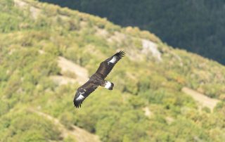 maurizio_biancarelli_fauna_61