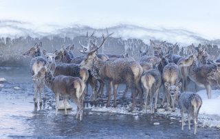 maurizio_biancarelli_fauna_63