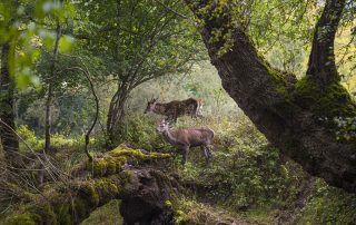 maurizio_biancarelli_fauna_66