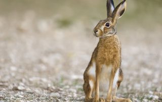 maurizio_biancarelli_fauna_67