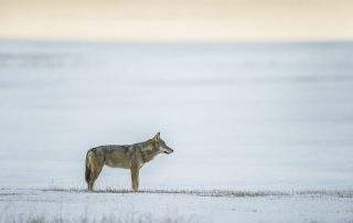 maurizio_biancarelli_fauna_69
