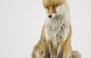 maurizio_biancarelli_fauna_72