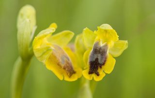 maurizio_biancarelli_flora_01