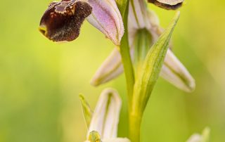 maurizio_biancarelli_flora_02