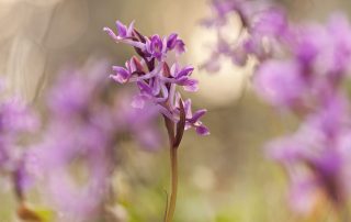 maurizio_biancarelli_flora_03