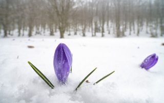 maurizio_biancarelli_flora_04