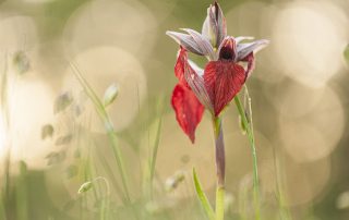 maurizio_biancarelli_flora_07