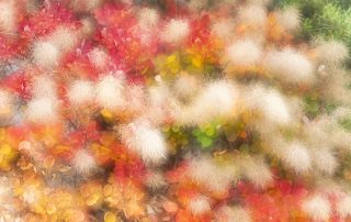 maurizio_biancarelli_flora_09