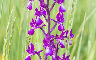 maurizio_biancarelli_flora_10