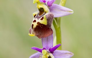 maurizio_biancarelli_flora_12