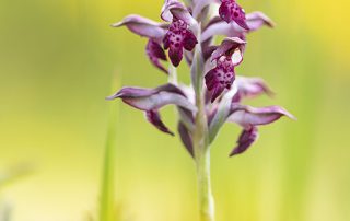 maurizio_biancarelli_flora_13