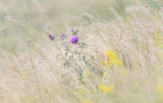 maurizio_biancarelli_flora_16
