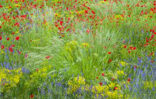 maurizio_biancarelli_flora_24