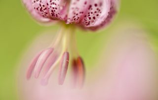maurizio_biancarelli_flora_25