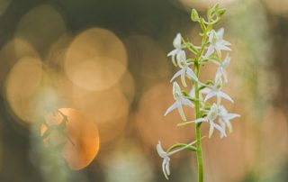 maurizio_biancarelli_flora_27