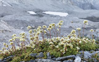 maurizio_biancarelli_flora_30