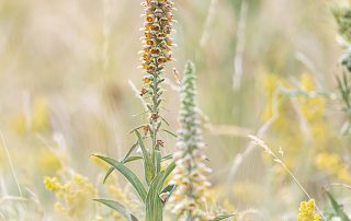 maurizio_biancarelli_flora_31