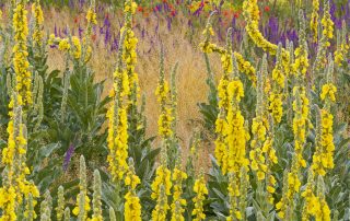 maurizio_biancarelli_flora_32