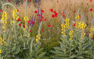 maurizio_biancarelli_flora_33