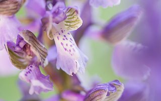 maurizio_biancarelli_flora_34