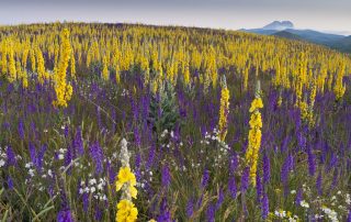 maurizio_biancarelli_flora_35