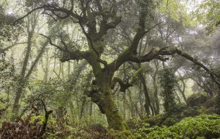 maurizio_biancarelli_foreste_01