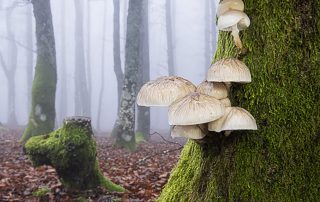 maurizio_biancarelli_foreste_03