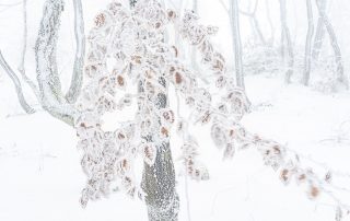 maurizio_biancarelli_foreste_13