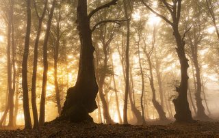 maurizio_biancarelli_foreste_18
