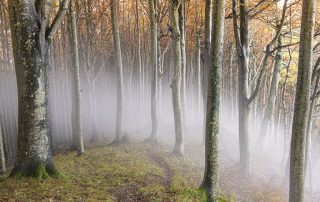 maurizio_biancarelli_foreste_25
